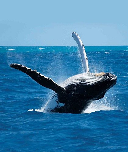 Dolphin & Whale Watching in Sri Lanka