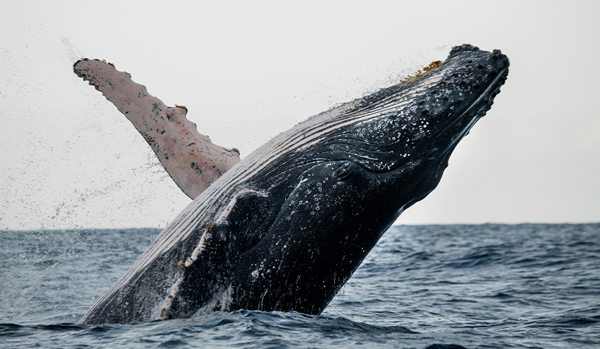 Dolphin & Whale Watching in Sri Lanka