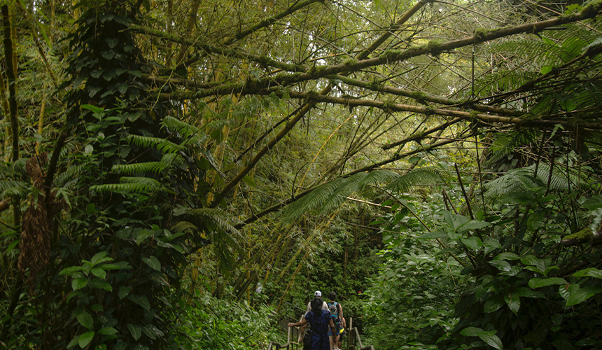 Rainforest Trails in Sri Lanka