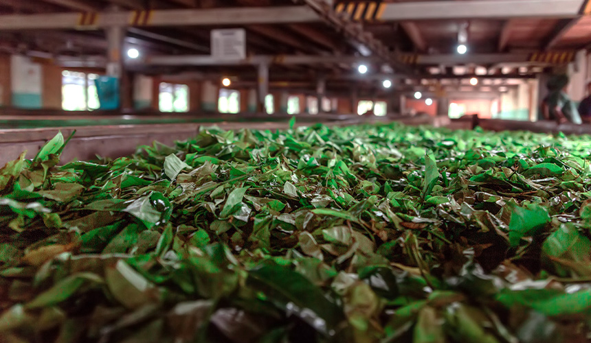 Tea Plantation & Factory Visit