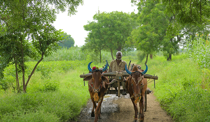 Bullock Cart Riding