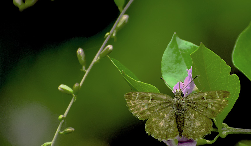 Butterfly Watching in Sri Lanka