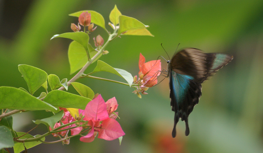 Butterfly Watching in Sri Lanka