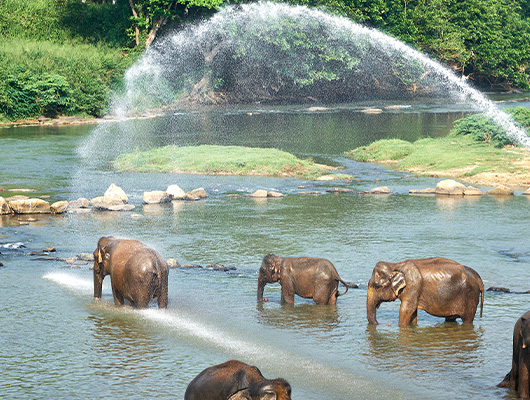 Yala National Park