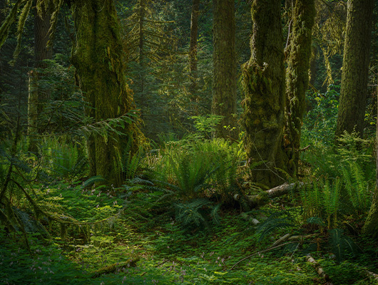 Sinharaja Forest Reserve